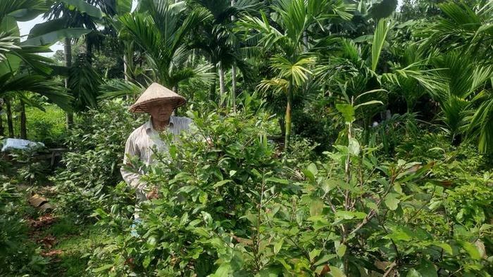 Người trồng mai ở phường Hiệp Bình cắt lá, tỉa cành, tạo thế cho cây