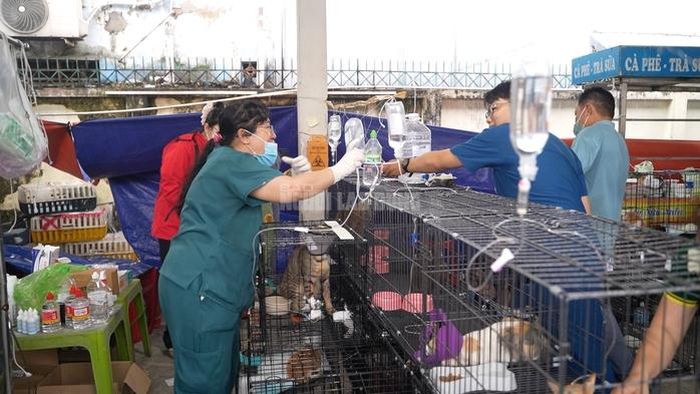Bác sĩ thú y Hồ Ngọc Phương Khanh đang truyền nước biển cho đàn mèo bệnh nặng