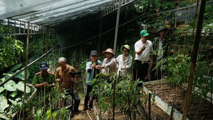 Khảo sát lấy mẫu tại hộ trồng sâm tại Công ty TNHH đầu tư và phát triển Sâm Trúc Trà Linh.