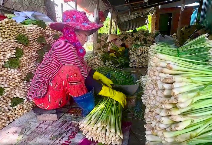  Nhờ chuyển đổi sang trồng sả, nhiều hộ dân Tân Phú Đông có nguồn thu nhập ổn định 