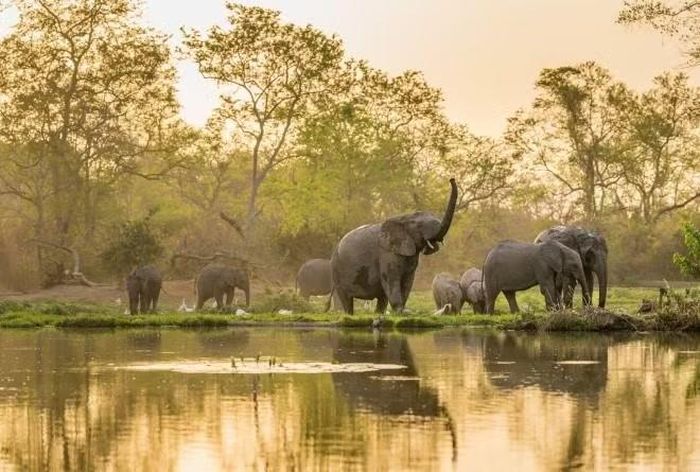 Ảnh: africanparks