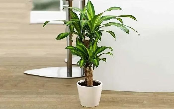Thiết mộc lan hay còn được gọi là cây phát tài. (Ảnh minh họa)