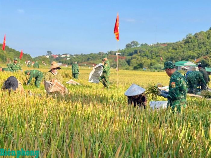 Cán bộ, chiến sĩ Đồn Biên phòng Đắk Dang, Bộ đội Biên phòng tỉnh Lâm Đồng cùng bà con xã Quảng Trực, tỉnh Lâm Đồng thu hoạch lúa cho vụ mùa Đông Xuân năm 2026. Ảnh: Văn Hoàn