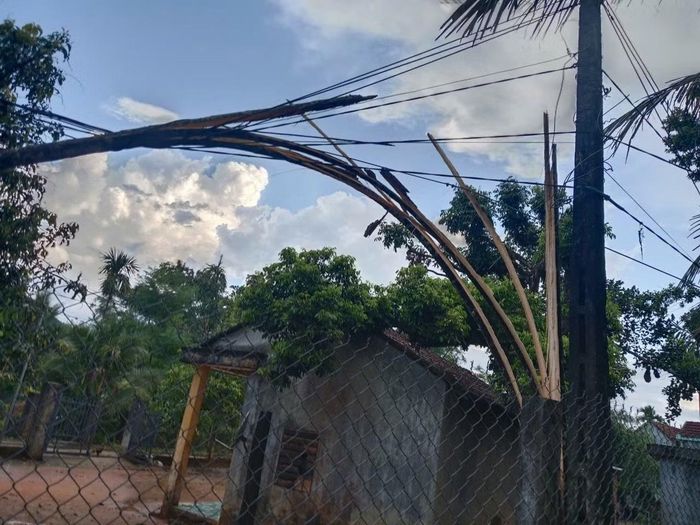 Cây cối ngã đổ.