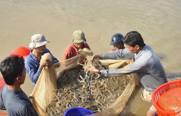 Nông dân thu hoạch tôm nuôi phục vụ chế biến xuất khẩu.