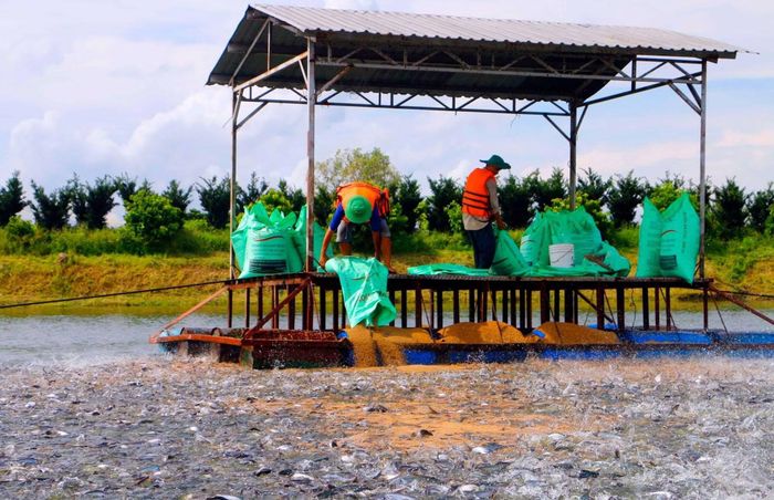 Cá tra là một trong những mặt hàng xuất khẩu chủ lực, tập trung ở ĐBSCL.