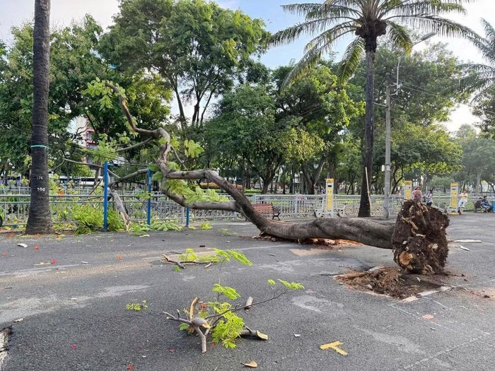 Cây phượng bật gốc chắn ngang đường.