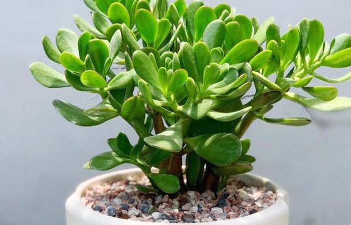 Cây ngọc bích được cho là mang lại sự bình an và tài lộc bền vững cho người tuổi Quý Sửu.