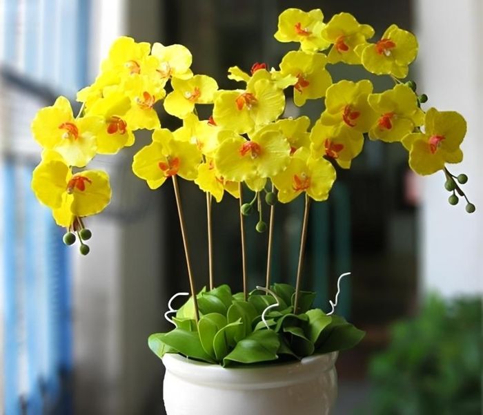 Cây lan hồ điệp tượng trưng cho phú quý, thịnh vượng và may mắn.