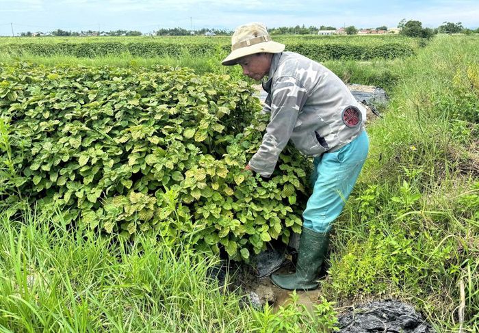 Ông Trần Vi Tự trồng hơn 1 sào hoắc hương để bán dịp Tết Đoan Ngọ. Ảnh NT