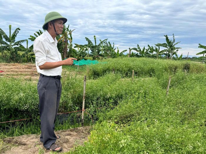 Trồng cây "lá mùng 5" không chỉ giúp người dân có thêm thu nhập, mà còn giữ nét đẹp văn hóa truyền thống. (Ảnh NT)