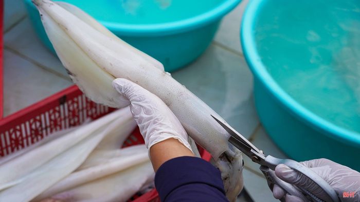 Từng con mực được làm sạch cẩn thận, bỏ nội tạng rồi rửa nhiều lần để giữ độ tươi ngon tự nhiên.