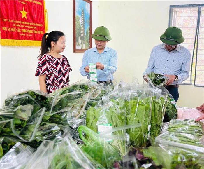 Chị Cao Thị Hằng, Giám đốc HTX sản xuất kinh doanh dịch vụ nông nghiệp Thắng Thủy (xã Vĩnh Thịnh, TP Hải Phòng), một trong những điển hình trong phát huy những nguồn hỗ trợ từ các cấp Hội Phụ nữ thành phố để ứng dụng có hiệu quả vào sản xuất, kinh doanh, góp phần phát triển kinh tế nông nghiệp ở địa phương. Ảnh: Mạnh Minh/TTXVN