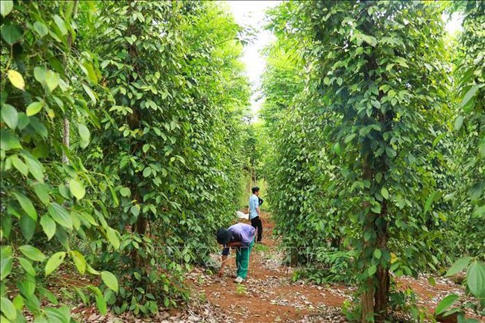 Sản xuất hữu cơ giúp cây trồng phát triển bền vững hơn nhờ tăng sức đề kháng tự nhiên thay vì phụ thuộc vào hóa chất.