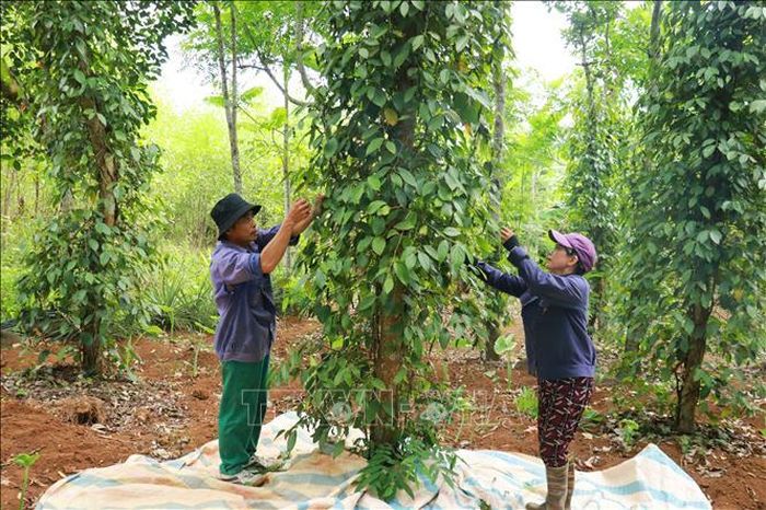 Vườn tiêu hữu cơ của gia đình ông Nguyễn Thành Công ở thôn Hải Hòa, xã Cồn Tiên.