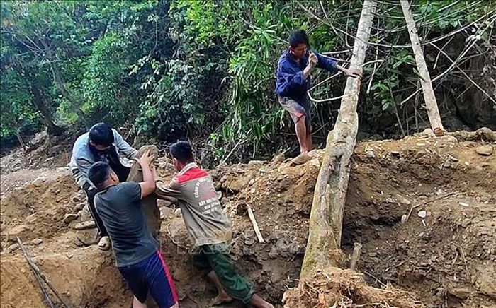 Những gốc cây lớn bị chặt hạ, đào tung rễ chỉ vì những suy đoán: “Dưới gốc cây có vàng!” Ảnh: Văn Tý/TTXVN