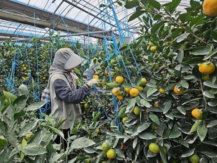 Thu hoạch quýt tại thành phố Seogwipo trên đảo Jeju, Hàn Quốc, ngày 28/4/2025. Ảnh: Chính quyền Đặc khu tự trị Jeju