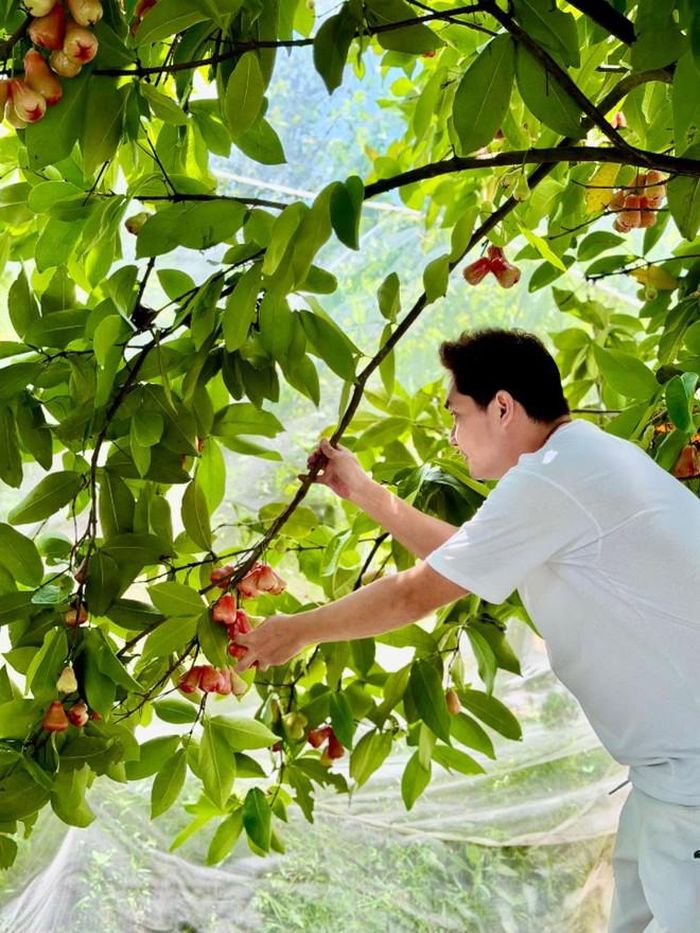 Vườn cây trái rộng 3.000m² đáng mơ ước do chính tay Minh Luân dày công chăm sóc.