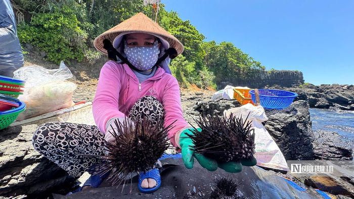 Bà Nguyễn Thị Hà, người nhiều năm làm công việc sơ chế nhum, cho biết, loại hải sản này phải được xử lý ngay sau khi đưa lên bờ để giữ độ tươi ngon. Công đoạn lấy gạch đòi hỏi sự khéo léo vì chỉ cần làm vỡ hoặc lẫn tạp chất là sản phẩm sẽ giảm giá trị.