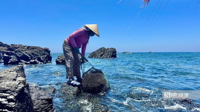 Mỗi mùa nhum về không chỉ mang lại nguồn thu nhập cho ngư dân mà còn góp phần tạo nên nét sinh hoạt đặc trưng của vùng biển Ba Làng An.