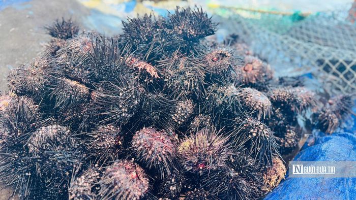 Theo người dân địa phương, nhum biển sinh sống chủ yếu ở các ghềnh đá ngầm, cách mặt nước từ 15 đến 20 m. Loài hải sản này có lớp gai nhọn bao quanh thân nên việc khai thác đòi hỏi người lặn phải có kinh nghiệm và kỹ năng xử lý tình huống dưới nước.