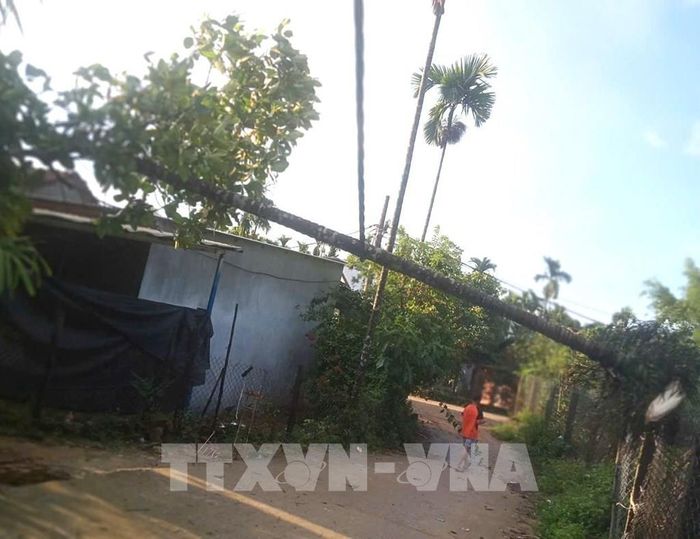 Lốc xoáy còn làm nhiều cây xanh ngã đổ, đè lên nhà ở. Ảnh: TTXVN phát 