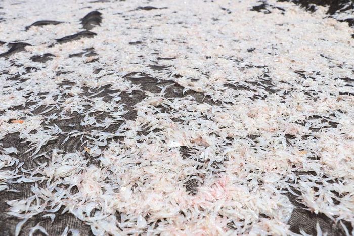 Con ruốc sau khi sơ chế được bán cho thương lái để sản xuất chế biến mắm ruốc hay sấy khô. Ảnh: Tuấn Phi - TTXVN