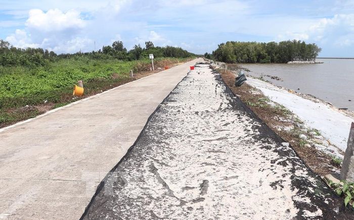 Ngư dân phơi con ruốc sau khi khai thác trên tuyến đê biển Tây. Ảnh: Tuấn Phi - TTXVN