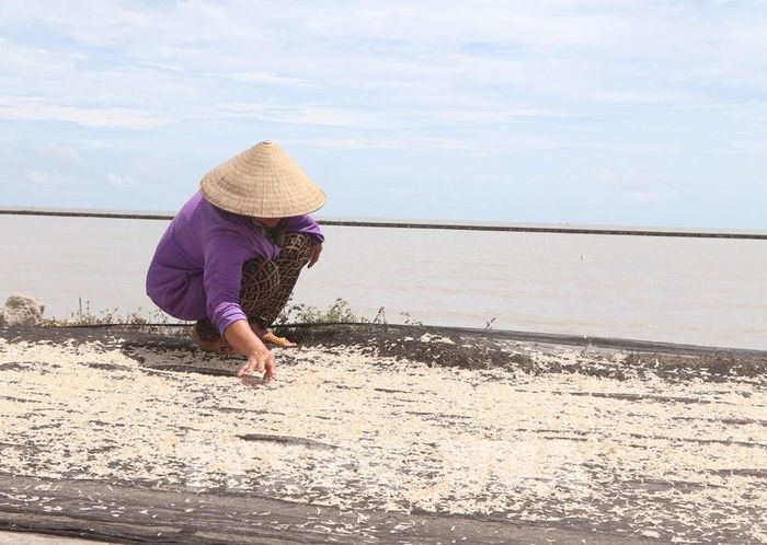 Mùa khai thác ruốc nơi đây bắt đầu từ nay đến hết tháng 8 (âm lịch). Ảnh: Tuấn Phi - TTXVN