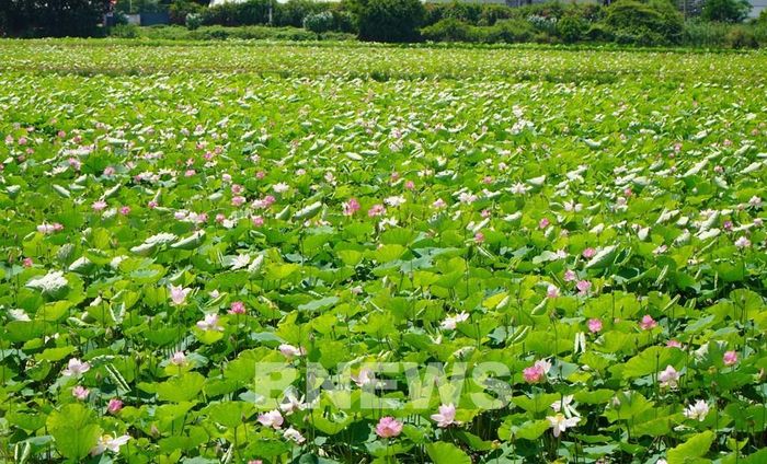 Ruộng sen rộng 13ha tại xã Trường Xuân, tỉnh Đồng Tháp. Ảnh: Nhựt An - TTXVN