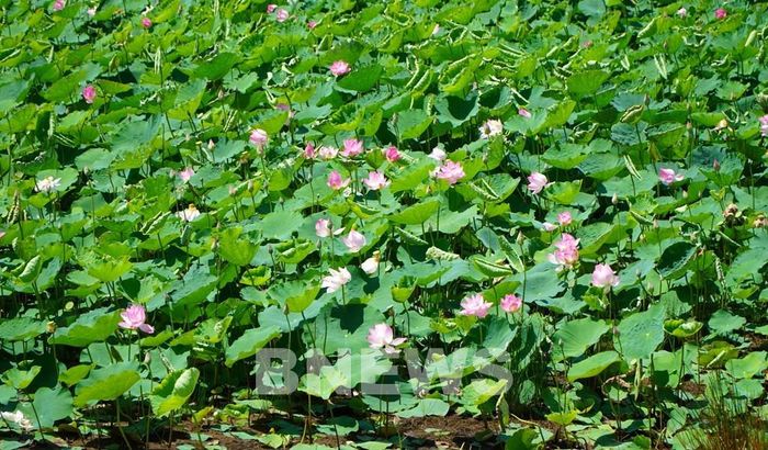 Gần như tất cả bộ phận của cây sen đều có thể sử dụng và mang lại giá trị kinh tế. Ảnh: Nhựt An - TTXVN