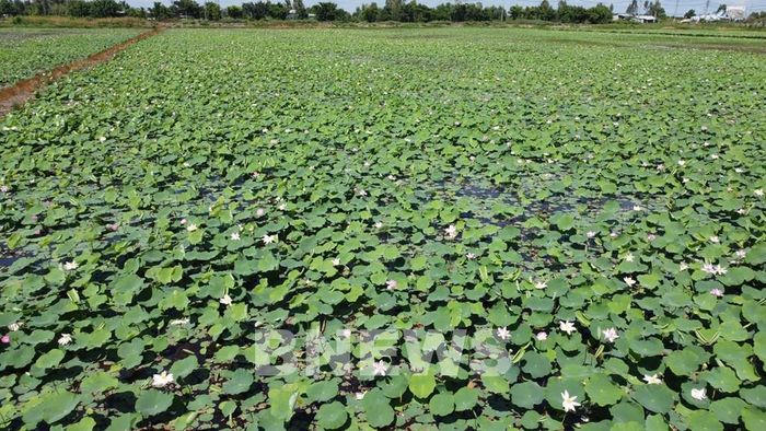 Ruộng sen rộng 13ha tại xã Trường Xuân, tỉnh Đồng Tháp. Ảnh: Nhựt An - TTXVN