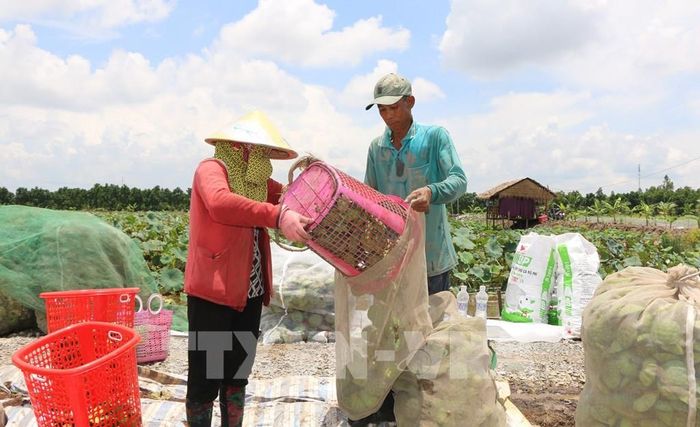 Nông dân trồng sen cho lợi nhuận cao gấp 3 - 4 lần so với trồng lúa. Ảnh: Nhựt An - TTXVN
