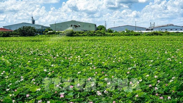 Nông dân dùng máy bay không người lái phun thuốc phòng bệnh cho ruộng sen. Ảnh: Nhựt An - TTXVN
