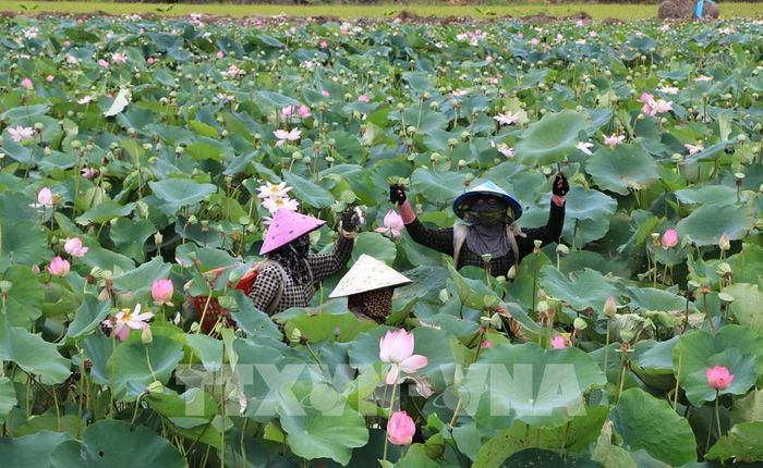Nông dân xã Trường Xuân (tỉnh Đồng Tháp) thu hoạch gương sen. Ảnh: Nhựt An - TTXVN