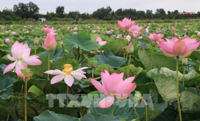 Sen không chỉ mang giá trị kinh tế mà còn là biểu tượng văn hóa của Đồng Tháp. Ảnh: Nhựt An - TTXVN