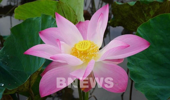 Sen không chỉ mang giá trị kinh tế mà còn là biểu tượng văn hóa của Đồng Tháp. Ảnh: Nhựt An - TTXVN