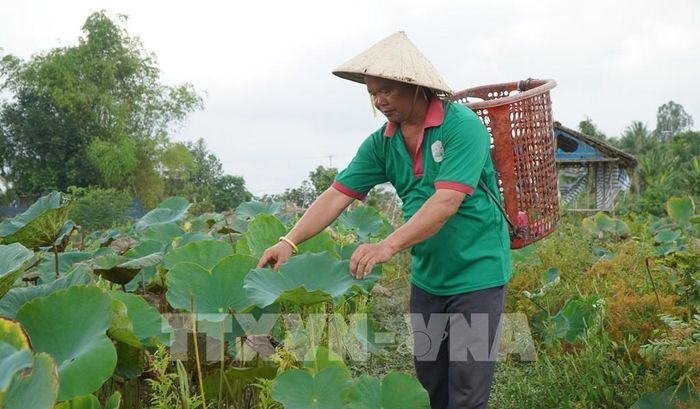 Lá sen dùng làm trà, dược liệu mang lại giá trị kinh tế. Ảnh: Nhựt An - TTXVN