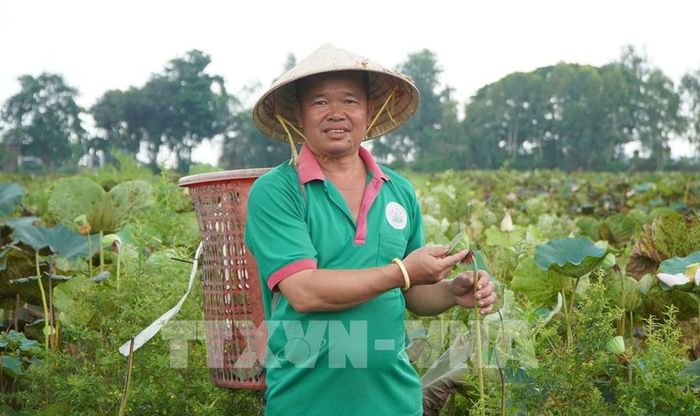 Anh Lê Văn Bo ở xã Phong Mỹ, tỉnh Đồng Tháp, canh tác hơn 10ha sen. Ảnh: Nhựt An - TTXVN