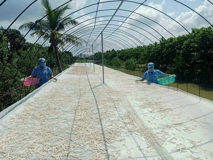 Lao động Công ty TNHH Chế biến nông sản Kim Nhiên phơi trà tại vườn mãng cầu