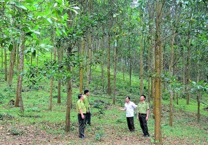 Mô hình trồng rừng gỗ lớn tại xã Xuân Thái.