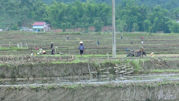 Nông dân xã Mường Ảng làm đất chuẩn bị gieo cấy vụ mùa.