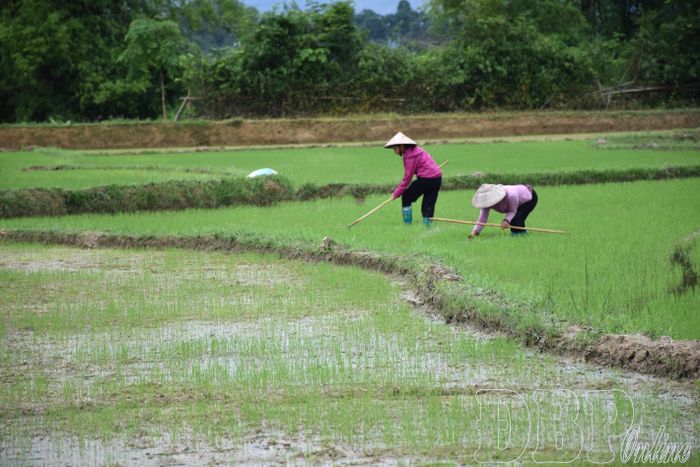 Nông dân xã Thanh Nưa gieo trà sớm.