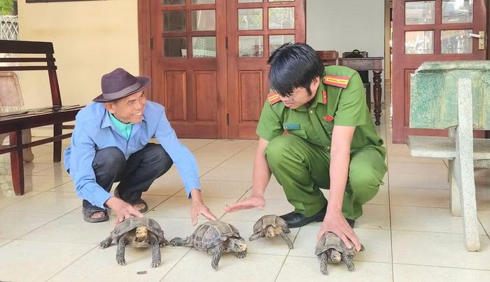  Tại thời điểm tiếp nhận, cả 4 cá thể rùa đều còn sống, sức khỏe bình thường, không phát hiện dấu hiệu bị thương. Ảnh: Huy Toàn 