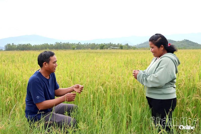 Xã Bác Ái đầu tư hệ thống hồ đập, kênh mương dẫn nước giúp người dân phát triển cánh đồng mẫu lớn. Ảnh: THÁI THỊNH