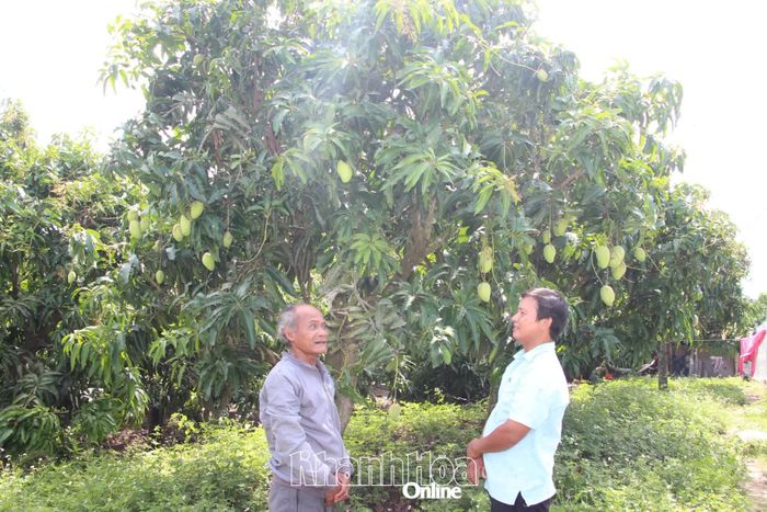 Mô hình trồng cây ăn quả của người dân xã Suối Dầu đem lại hiệu quả kinh tế cao.