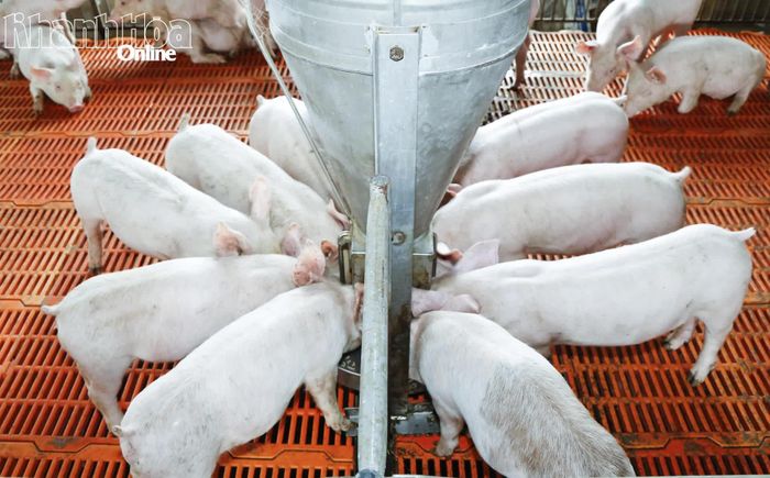 Đàn heo giống tại một cơ sở chăn nuôi giống trên địa bàn tỉnh.