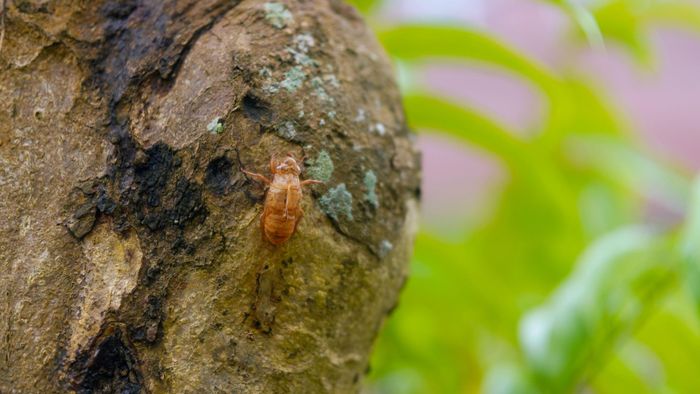 Xác ve còn lưu lại trên thân cây như dấu ấn của một cuộc chuyển mình từ mùa xuân sang mùa hè.