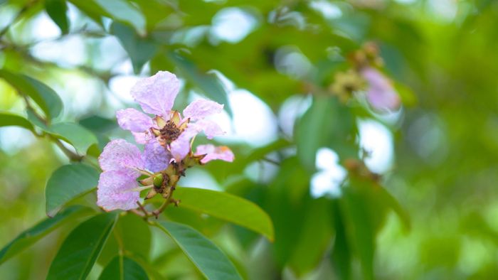 Khi sắc tím của bằng lăng, hoa sim khoe sắc thắm cũng là lúc mùa hè hiện về rõ nét trong nắng vàng và nhịp sống rộn ràng của miền sơn cước.
