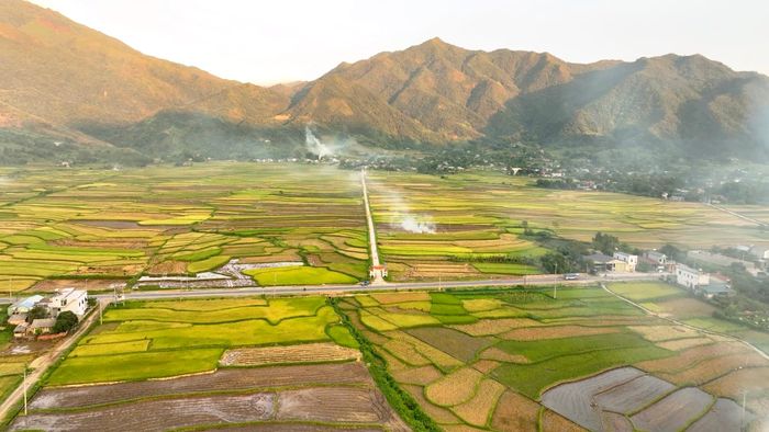 Lúa chín vàng trên các thửa ruộng.